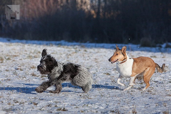 nederlandse schapendoes, holandský pastiersky pes, kólia krátkosrstá, collie smo