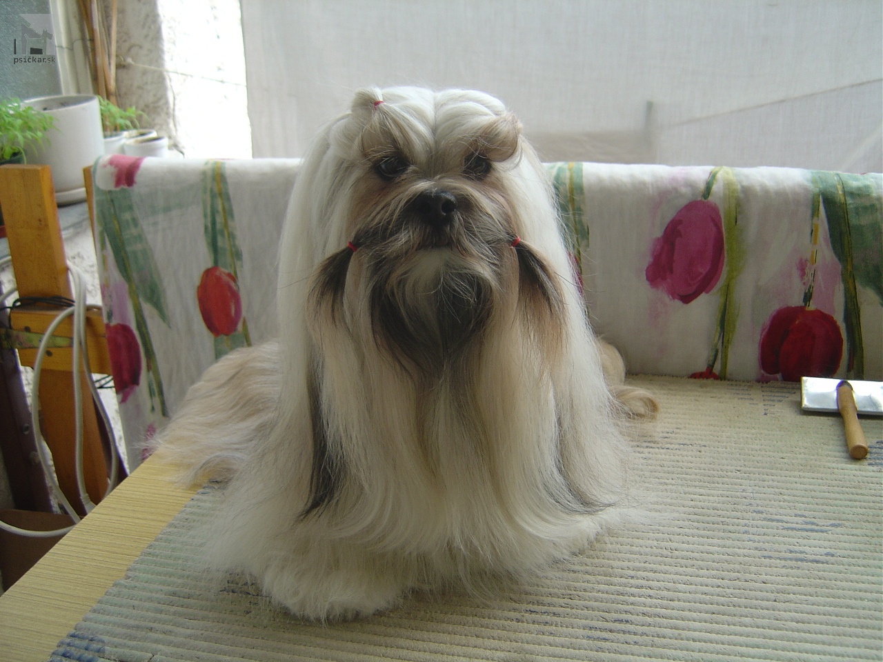 Lhasa apso- Linda