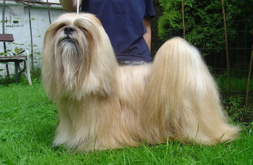 Lhasa apso- Morten