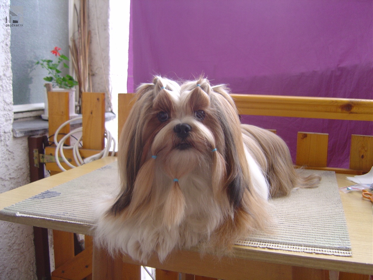 Lhasa apso - Kenzo