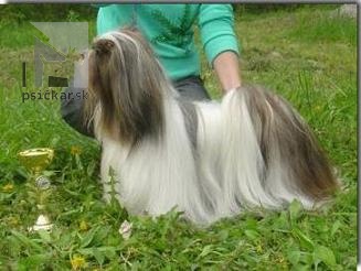 Lhasa apso - Marco