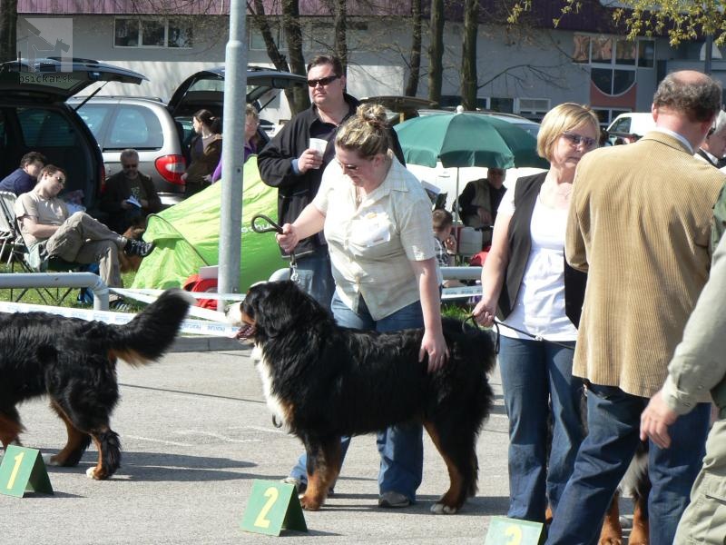 Galériu psíka pridal používateľ BullBeCa