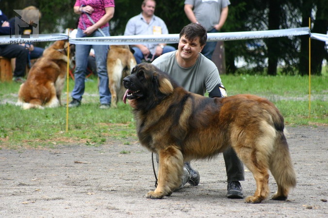 Nando-Junior Leo vom Jerichower Land