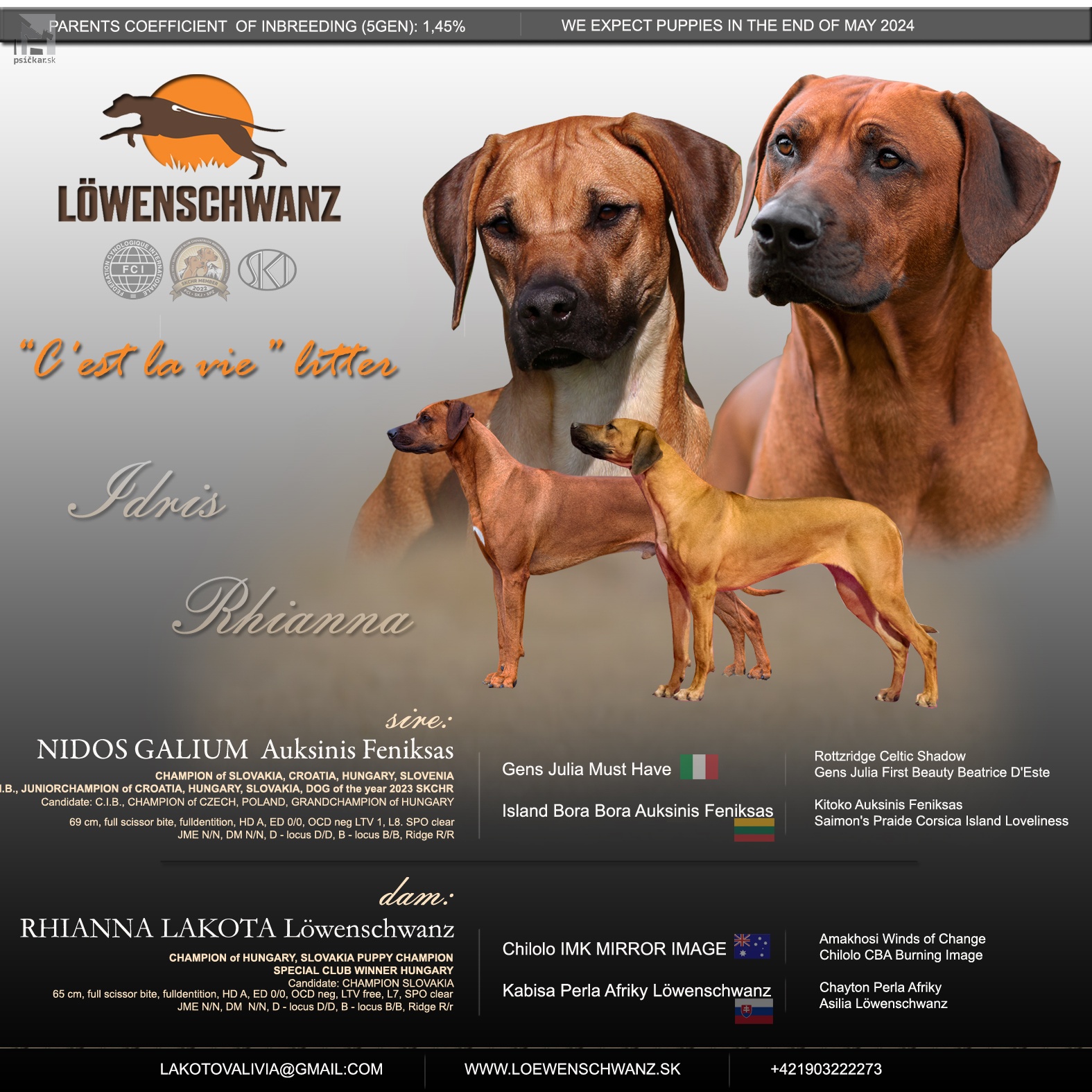 Rhodesian Ridgeback s PP