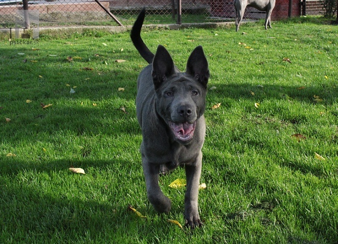 thajský ridgeback