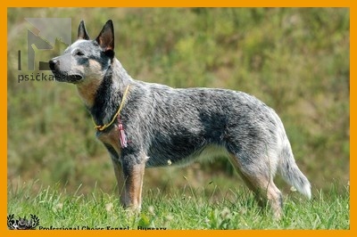 ACD mother