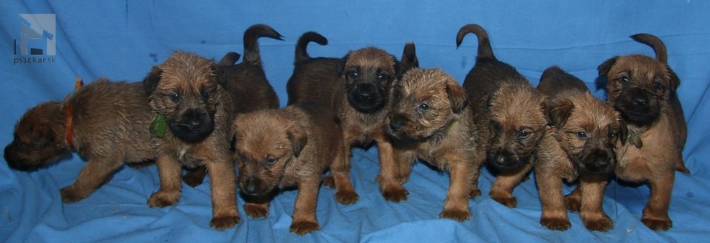 irsky teriér irish terrier