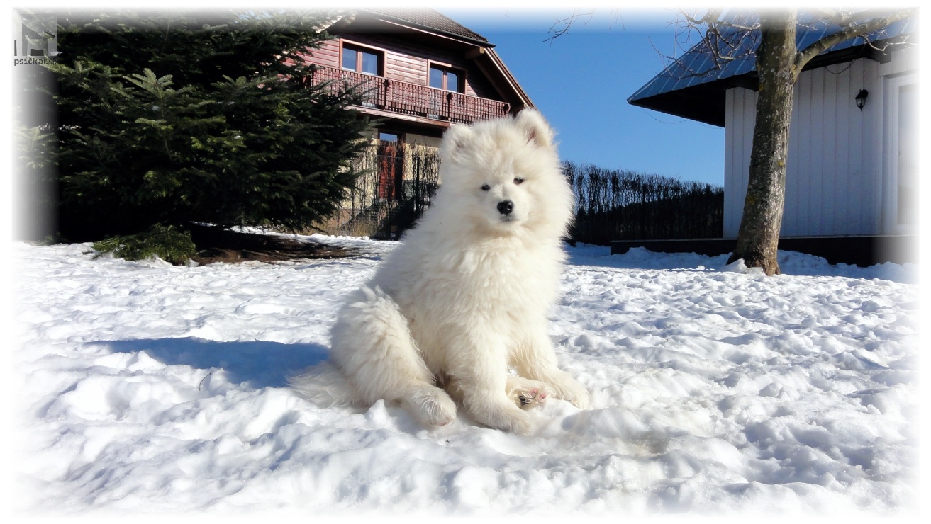 Samojed šteniatka Slovak Sammy