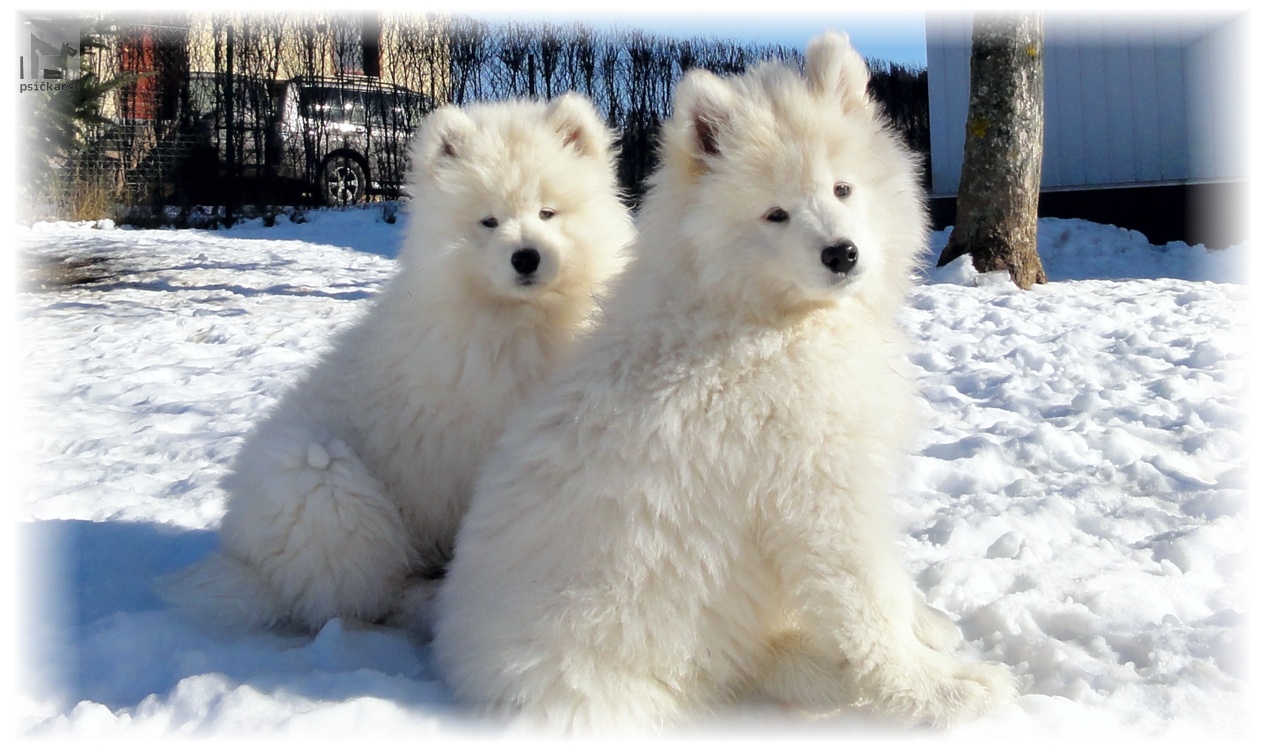 Samojed šteniatka Slovak Sammy