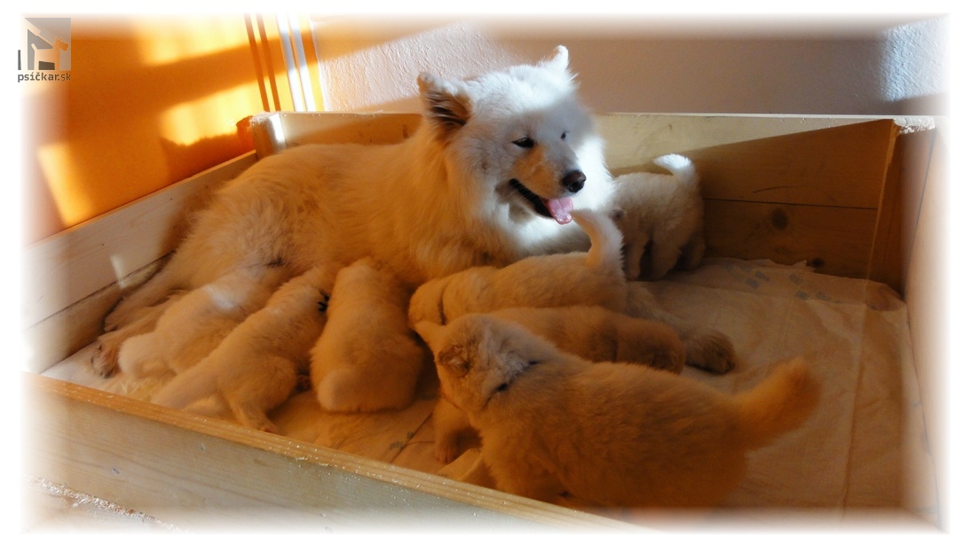 Samojed šteniatka Slovak Sammy