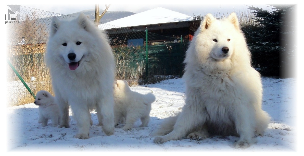 Samojed šteniatka Slovak Sammy