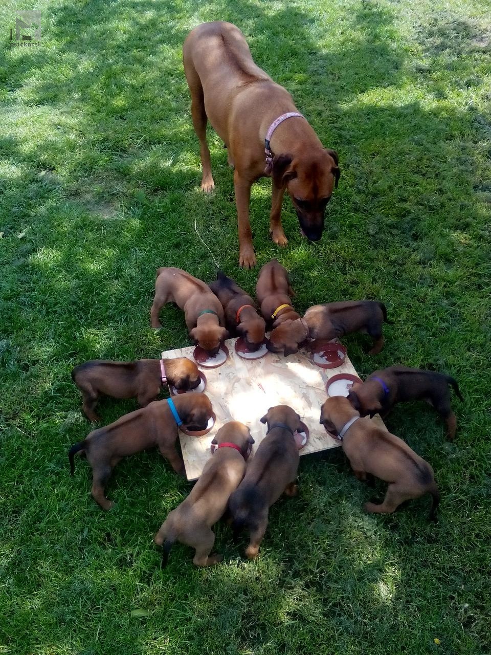 Rhodesian ridgeback