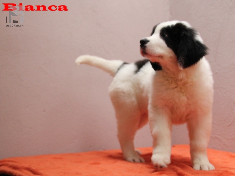 Bianca Carpathian Valley