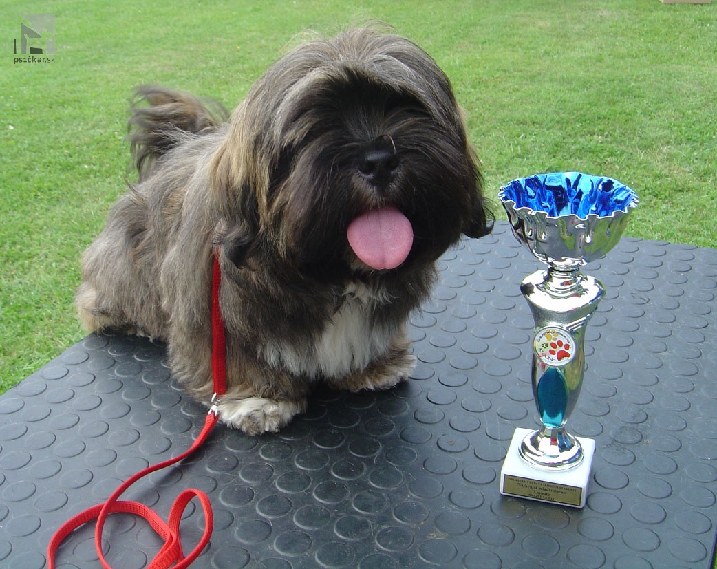 Lhasa apso - šteniatko na predaj