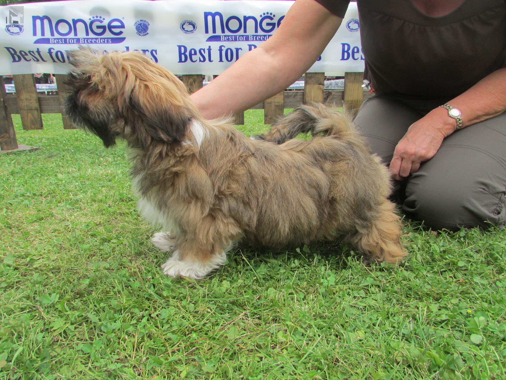 Lhasa apso šteniatko