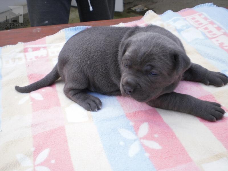 Galériu vrhu pridal používateľ bandog