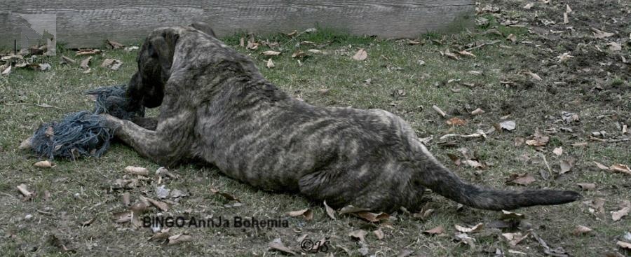 Galériu vrhu pridal používateľ CHS AnnJa Bohemia