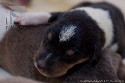 2 sable boys, 1 tricolor boy, 4 sable girls, 2 tricolor girls.