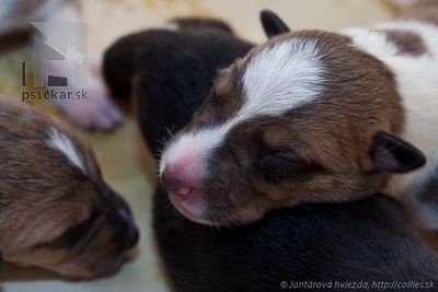 2 sable boys, 1 tricolor boy, 4 sable girls, 2 tricolor girls.