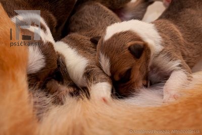 2 sable boys, 1 tricolor boy, 4 sable girls, 2 tricolor girls.