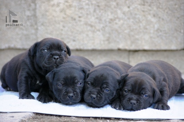 Galériu vrhu pridal používateľ Vivastaff Kennel