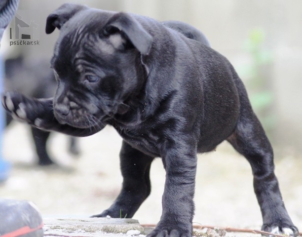 Galériu vrhu pridal používateľ Vivastaff Kennel