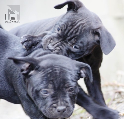 Galériu vrhu pridal používateľ Vivastaff Kennel