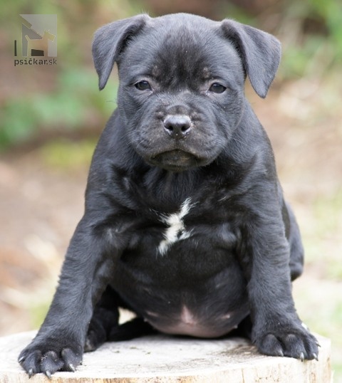 Galériu vrhu pridal používateľ Vivastaff Kennel