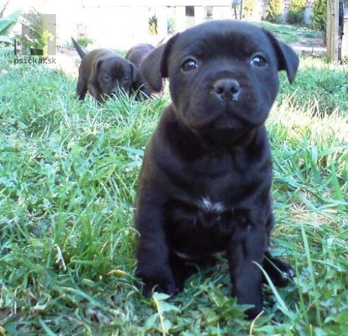 Galériu vrhu pridal používateľ Vivastaff Kennel