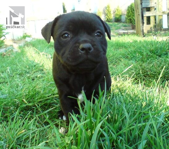 Galériu vrhu pridal používateľ Vivastaff Kennel