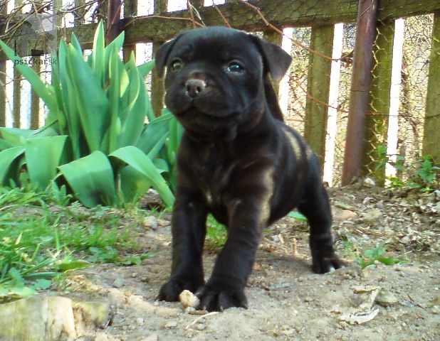 Galériu vrhu pridal používateľ Vivastaff Kennel